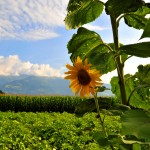 Sonnenblume im Feld